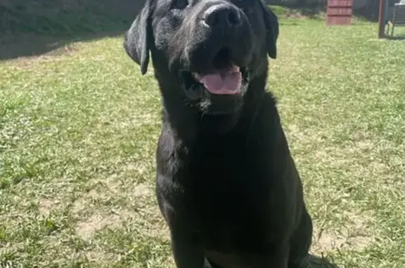 Найдена собака, Ростовская область, фото: Лабрадор найден в Александровском СП