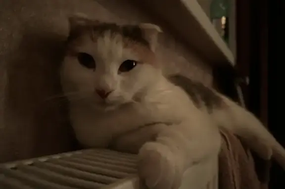 Кошки потеряшки, Краснодар, фото: Потеряшка кошка, Центральная ул. 47, Краснодар