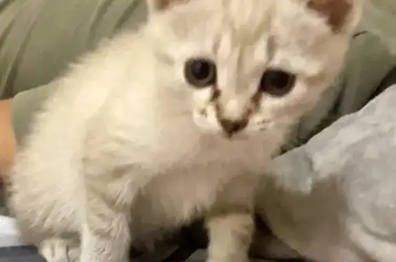 Найдена кошка, Новозыбков, фото: Котенок найден: ул. Голодеда, 4к2, Новозыбков