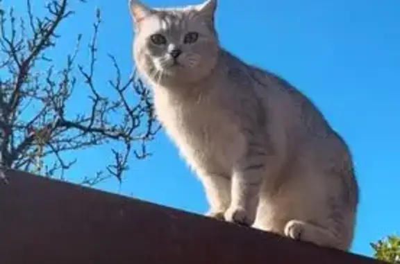 Кошки потеряшки, Краснодар, фото: Потеряшка кошка, ул. Ковтюха, 163, Краснодар