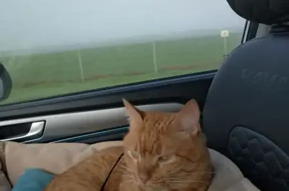 Кошки потеряшки, Горячий Ключ, фото: Потеряшка кошка, Свердлова 2Б/1, Г. Ключ