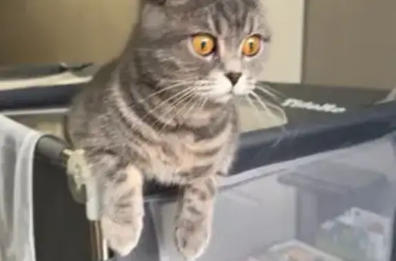 Кошки потеряшки, Санкт-Петербург, фото: Потеряшка кошка, Будапештская ул. 15 к2