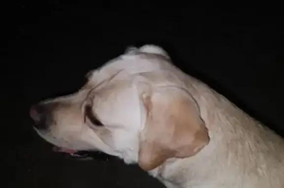 Найдена собака, Энгельс, фото: Найдена собака, Полтавская 40А, Энгельс