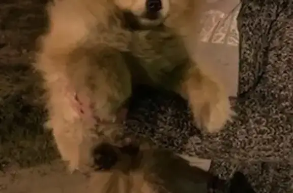 Найдена собака, Комсомольская 6/2, Калуга