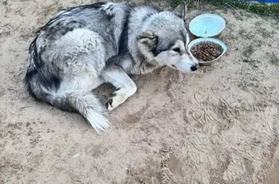 Найденные животные Тверь, фото: Собака найдена: Октябрьский проспект, 101