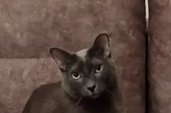 Объявления о пропавших и найденных животных, Санкт-Петербург, фото: Пропала кошка на пр. Мечникова, 3, СПб