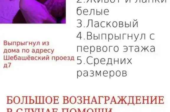 Кошки потеряшки, Москва, фото: Потеряшка кошка, Шебашёвский проезд, 7