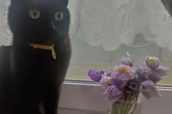 Объявления о пропавших и найденных животных, Казань, фото: Пропала черная кошка, Казань, Каучуковая 7Ак1