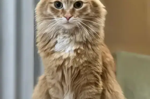 Кошки потеряшки, Рождествено село, фото: Потеряшка кот, Муравская ул., 28 к4