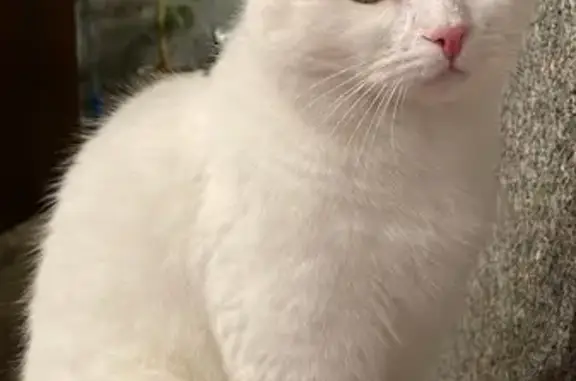 Объявления о пропавших и найденных животных, Санкт-Петербург, фото: Пропала кошка, пр. Энергетиков, 72, СПб