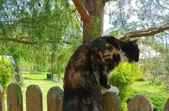 Кошки потеряшки, Москва, фото: Потеряшка кошка, ул. Чугунные Ворота, 21