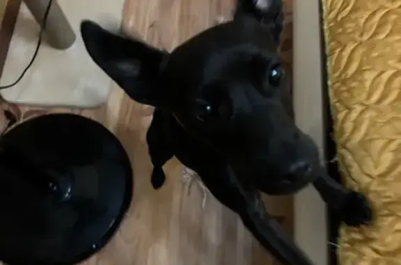 Собака найдена: ул. 50 лет НЛМК, 8