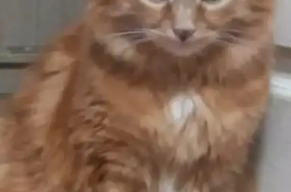 Пропала кошка, пр. Победы 45, Комсомольск-на-Амуре