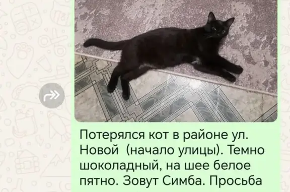 Пропала кошка, Новая ул., 14, Барабинск