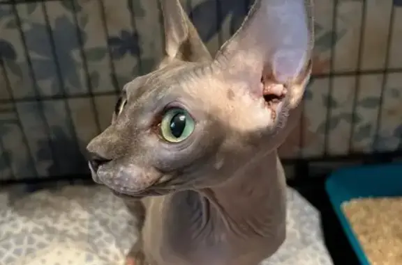 Найдена кошка, Москва, фото: Сфинкс найден на Корнейчука 24, Москва