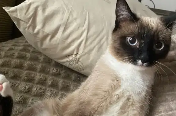 Кошки потеряшки, Назарово, фото: Потеряшка сиамская кошка, ул. Арбузова 62