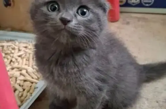 Кошки потеряшки, , фото: Потеряшка кошка в Широком, Крым