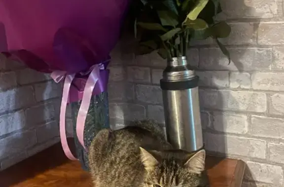 Кошки потеряшки, Магнитогорск, фото: Потеряшка кошка, Енисейская 58, Магнитогорск