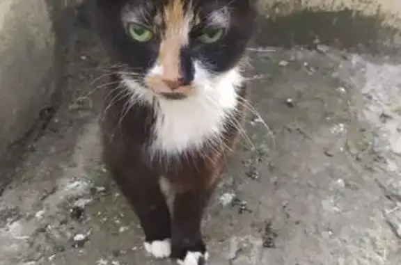 Найдена кошка, Шушары, фото: Кошка найдена в Шушарах, Пушкинская 36