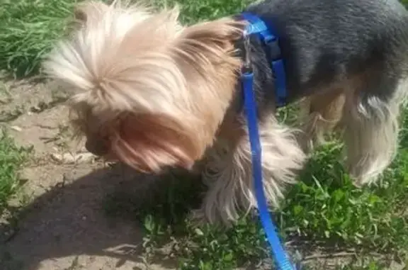 Собака найдена: ул. Доватора, 81, Ростов-на-Дону