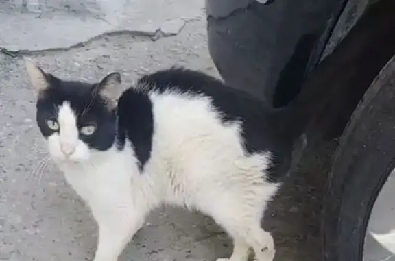 Найдена кошка, Новочебоксарск, фото: Найден кот, Ельниковский проезд, Новочеб.