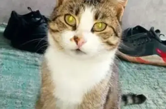 Кошки потеряшки, Ильинское, фото: Потеряшка кошка, Заволжская, Ильинское