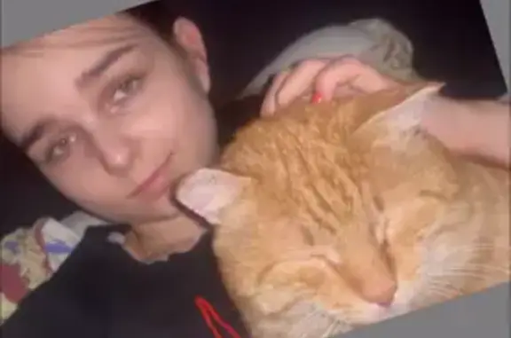 Пропал рыжий кот, ул. Базаиха, Еловое