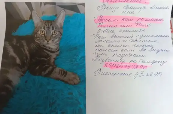 Кошки потеряшки, Челябинск, фото: Потеряшка кошка, Пионерская 3, Челябинск