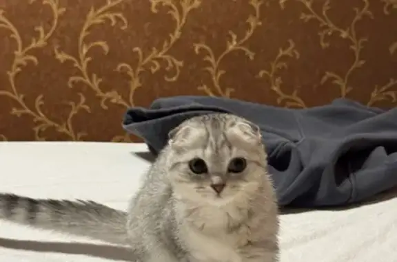 Пропала кошка, Строительная ул., 60