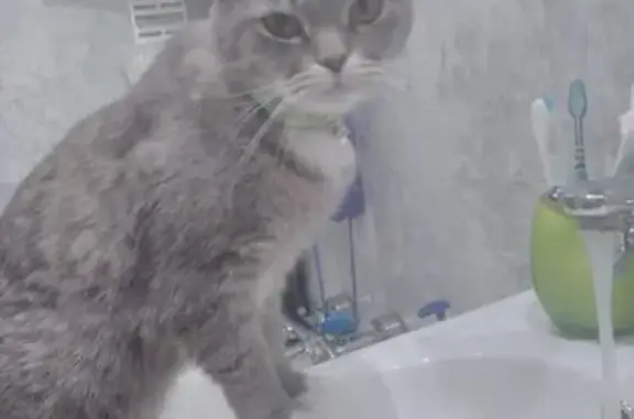 Кошки потеряшки, Чехов, фото: Потеряшка кошка, ул. Чехова 51, Чехов