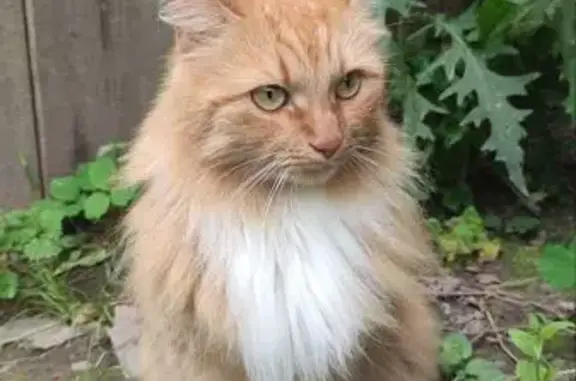 Кошки потеряшки, Лесной, фото: Потеряшка кошка, Лесной, МО