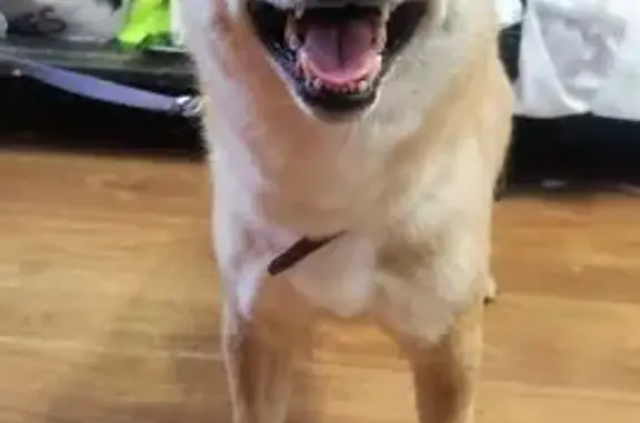 Найдена собака, Москва, фото: Собака найдена: 2-я Брестская ул., 19/18 с1