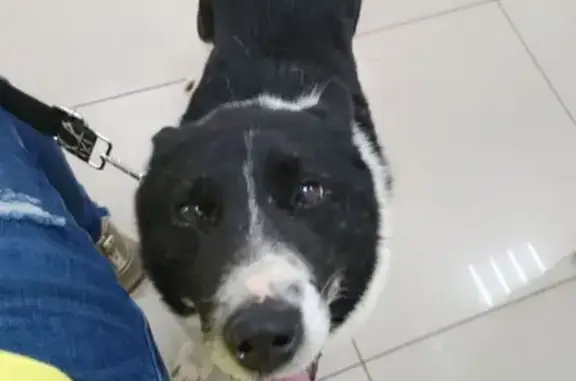 Собака найдена: Алан-Бексерь, лесхоз