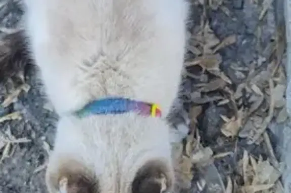 Найдена кошка, Ишим, фото: Тайская кошка найдена, ул. Ленина 69, Ишим