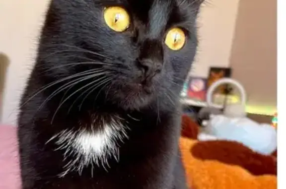 Кошки потеряшки, Русско-Высоцкое сельское поселение, фото: Потеряшка кошка, Таллинская ул., Русско-Высоцкое