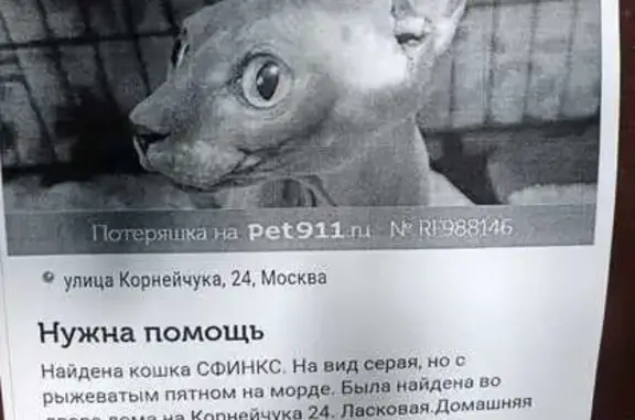 Кошка найдена: 2-я линия, Москва