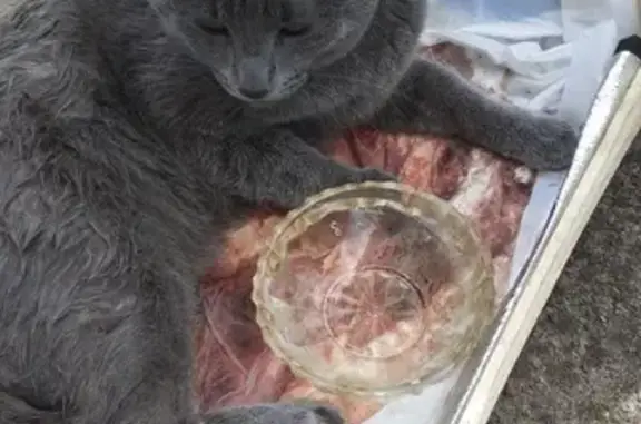 Найденные животные Тверь, фото: Кошка найдена у больницы, Беляковский 40