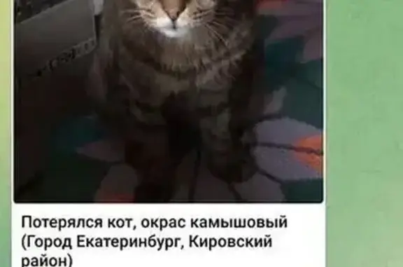 Кошки потеряшки, Екатеринбург, фото: Потеряшка кошка, ул. Пионеров, Екатеринбург