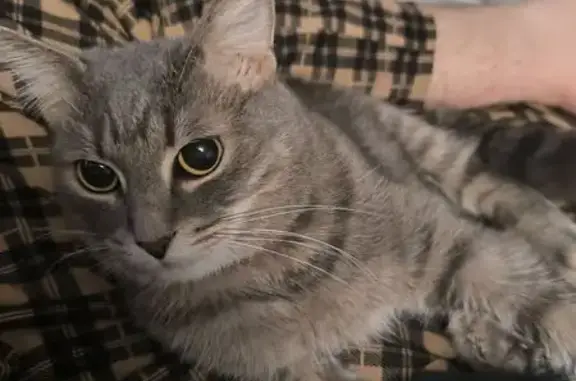 Кошки потеряшки, Брест, фото: Потеряшка кошка, ул. Гоголя, Брест