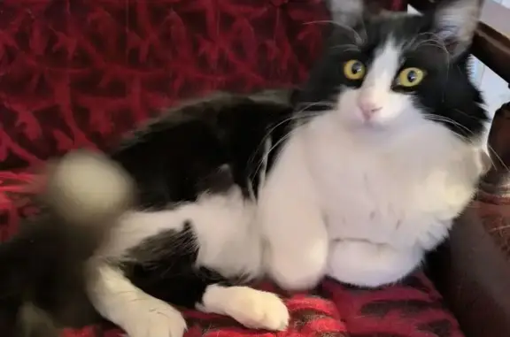 Кошки потеряшки, Буй, фото: Потеряшка кошка, Привокзальная пл., Буй