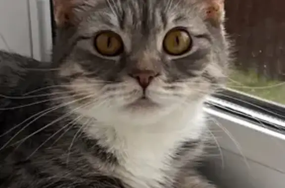 Пропала кошка, Северный пер., 15, Лебедянь