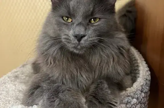 Кошки потеряшки, Всеволожск, фото: Потеряшка кот, Первомайский пр., 1, Всеволожск