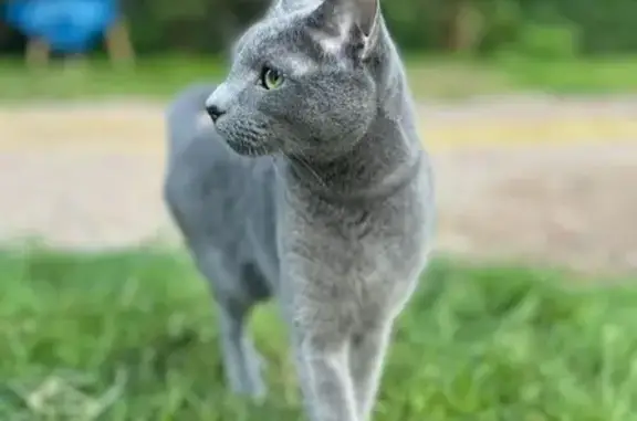 Кошки потеряшки, Санкт-Петербург, фото: Потеряшка кошка, Социалистическая 10/9