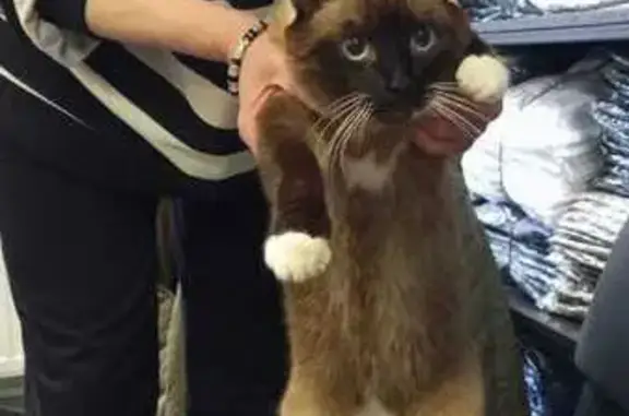Найдена кошка, Краснодар, фото: Кошка найдена: Сормовская 18, Краснодар