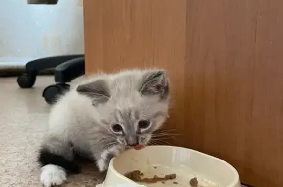 Котёнок найден: Парковая ул, 22, Костино