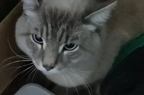 Найденные животные Нижневартовск, фото: Кошка найдена у магазина, Нефтяников 19