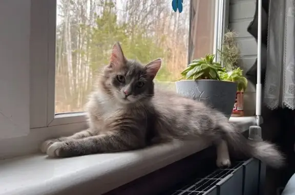 Кошки потеряшки, Московская область, фото: Потеряшка котёнок, 13-я ул., Моск. обл.