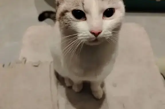 Найдена кошка, Екатеринбург, фото: Кошка найдена: Симферопольская, 25