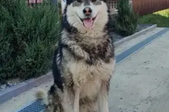 Найдена собака, , фото: Собака найдена: Лесная ул., Моск. обл.