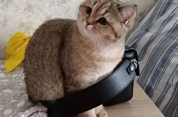 Кошки потеряшки, Одинцово, фото: Потеряшка кошка, Комсомольская 16 к1